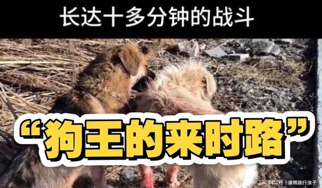 ”爆火！身价飙升至10万美元狗主人被扒麻将胡了电子游戏贵州下司犬“查理国王(图6)