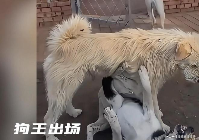 ”爆火！身价飙升至10万美元狗主人被扒麻将胡了电子游戏贵州下司犬“查理国王(图5)