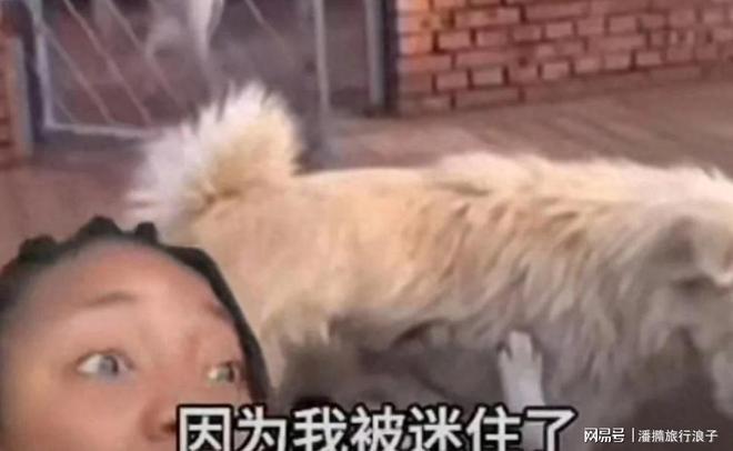 ”爆火！身价飙升至10万美元狗主人被扒麻将胡了电子游戏贵州下司犬“查理国王(图7)