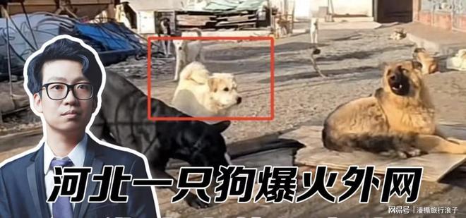”爆火！身价飙升至10万美元狗主人被扒麻将胡了电子游戏贵州下司犬“查理国王(图14)