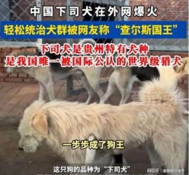 ”爆火！身价飙升至10万美元狗主人被扒麻将胡了电子游戏贵州下司犬“查理国王(图17)