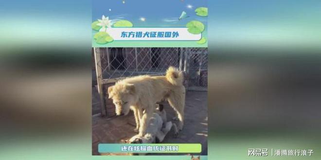 ”爆火！身价飙升至10万美元狗主人被扒麻将胡了电子游戏贵州下司犬“查理国王(图19)