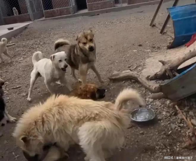 ”爆火！身价飙升至10万美元狗主人被扒麻将胡了电子游戏贵州下司犬“查理国王(图13)
